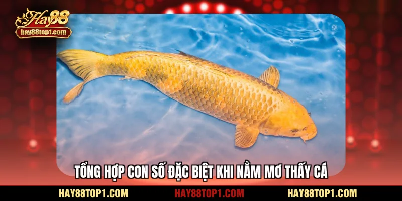 Tổng hợp con số đặc biệt khi nằm mơ thấy cá
