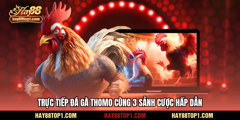 trực tiếp đá gà Thomo